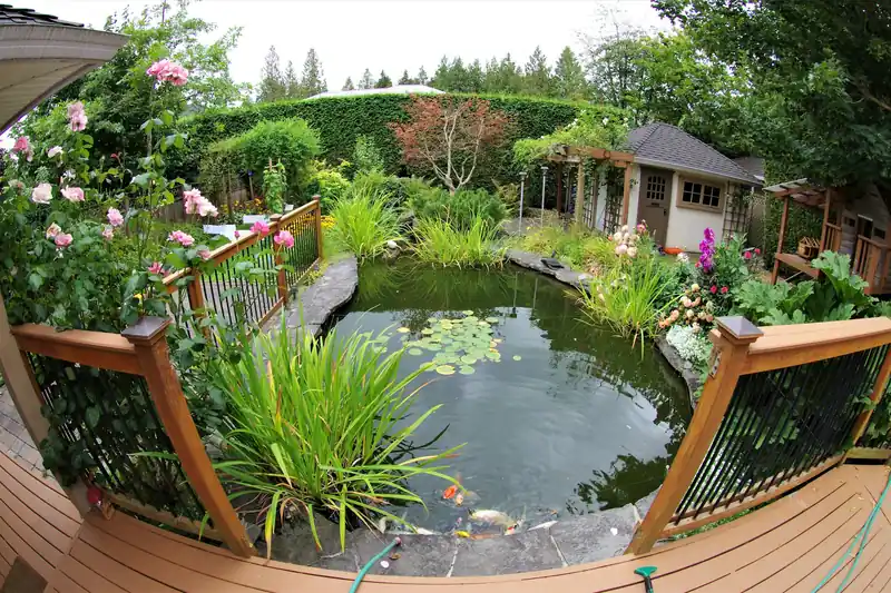 Backyard pond beside a wooden deck, surrounded by plants and flowers