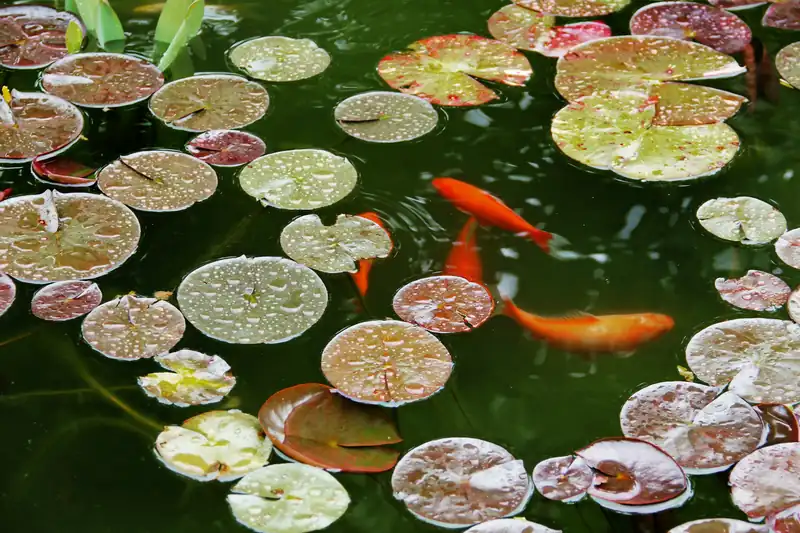 Orange koi swimming between lily pads in a green pond