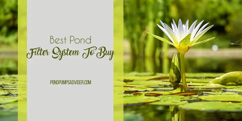 Best Pond Filters System to Buy