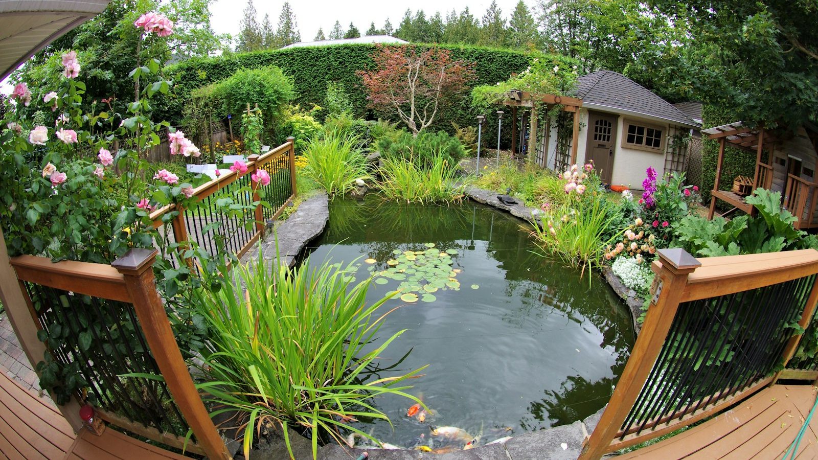 Backyard pond beside a wooden deck, surrounded by plants and flowers