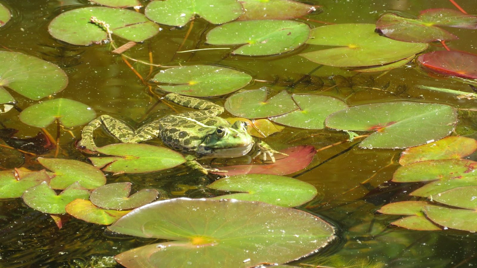 Green frog resting among lily pads in a healthy pond