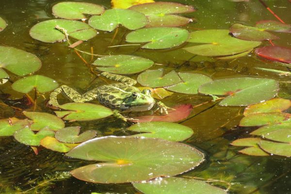 Green frog resting among lily pads in a healthy pond