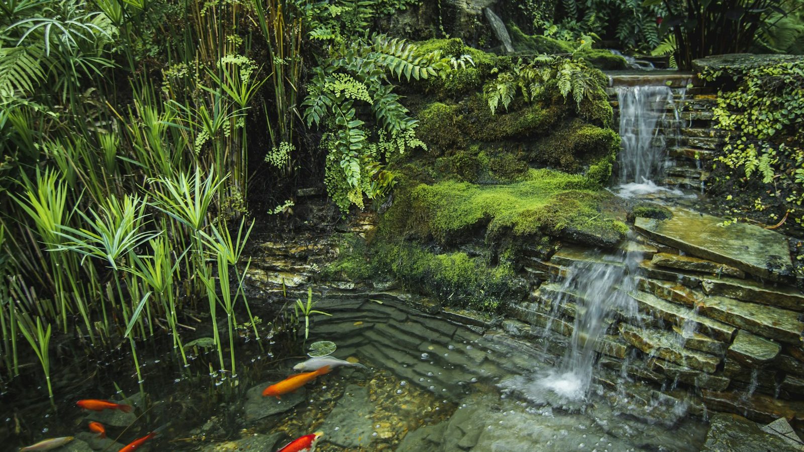 Garden pond with a stepped stone waterfall and orange fish