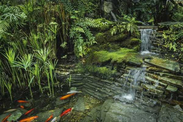 Garden pond with a stepped stone waterfall and orange fish