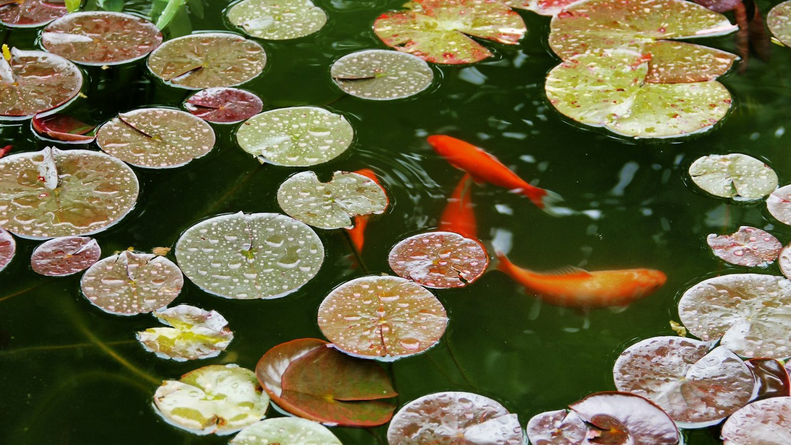 Orange koi swimming between lily pads in a green pond