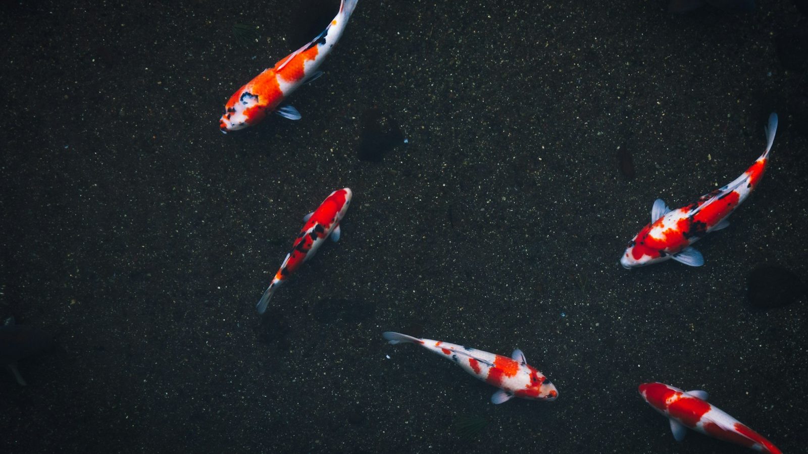 Five red and white koi swimming in clear dark pond water