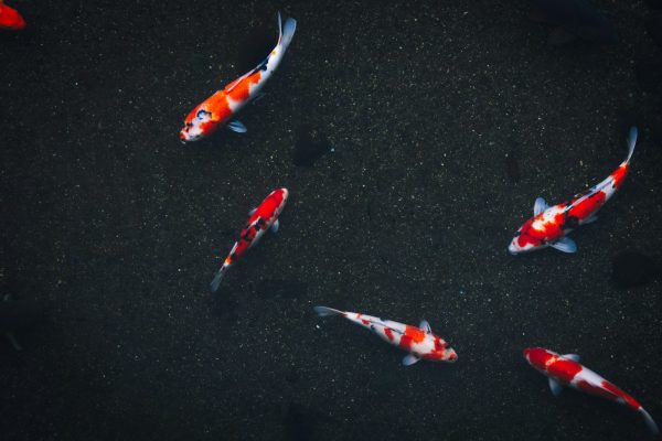 Five red and white koi swimming in clear dark pond water
