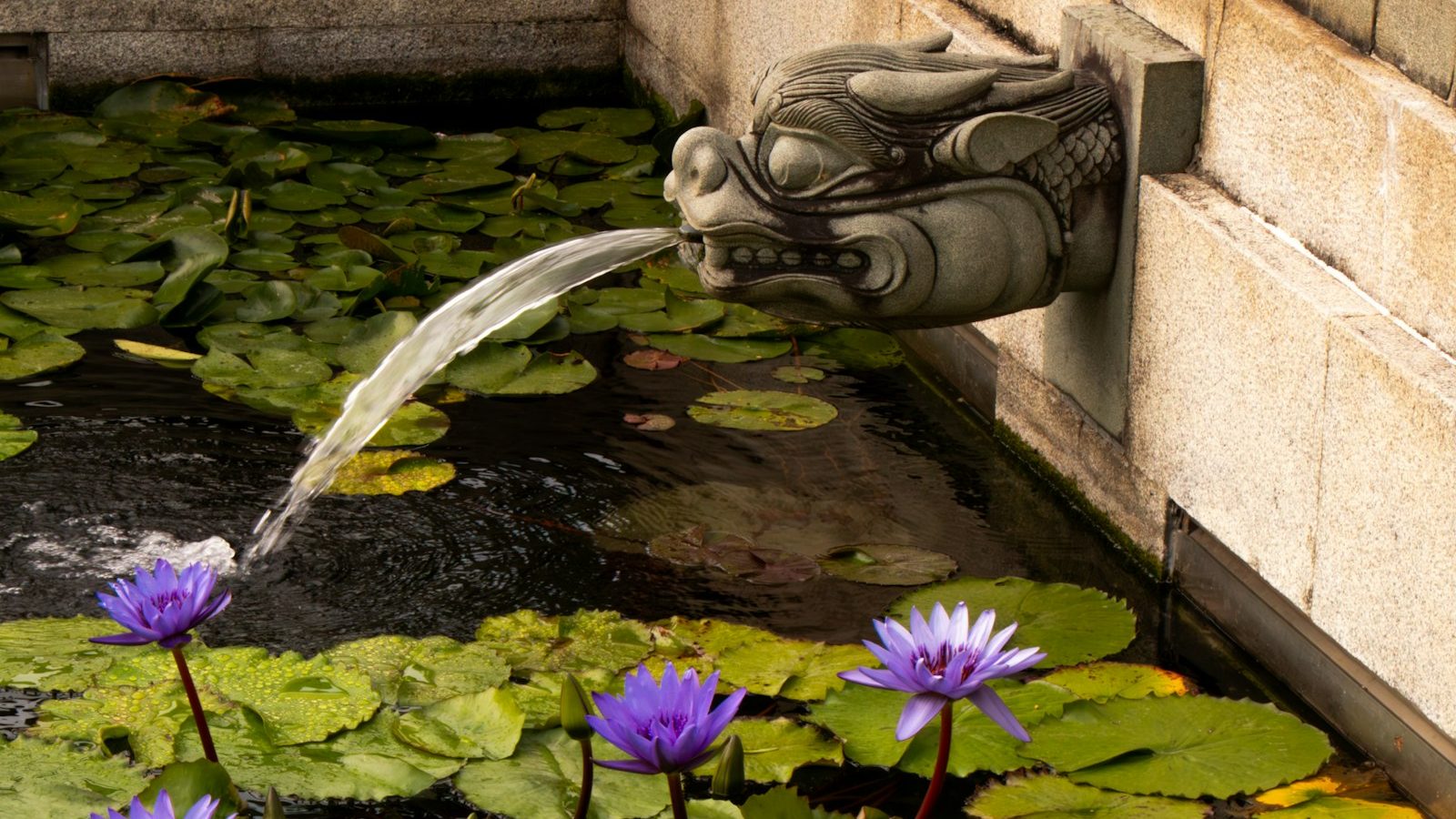 Stone wall spout pouring water into a lily pond